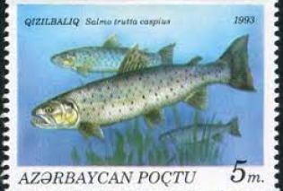 Caspian salmon