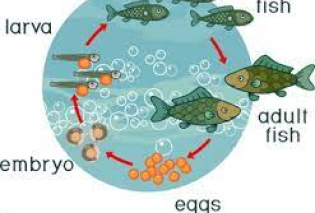 Fish reproduction