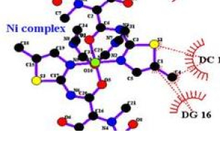 (A) Perspective of molecular docking of the Ni(II) complex with the major groove side of DNA by UCSF chimera, (B) two-dimensional interactions generated by LIGPLOT+.