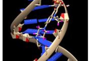 Molecular docking of trans-[Cu(cip)2(OH)2] with DNA (A) and BSA (B).