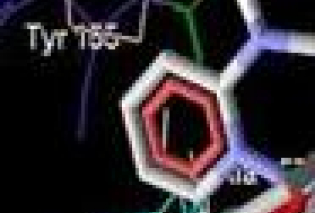 (A) (A)tThe docked trans-[Cu(Pir)2(THF)2] complex in the binding pocket of BSA using MVD. The complex is depicted in a stick model, with BSA represented in a wireframe model; (B) two-dimensional interactions generated by LIGPLOT+.