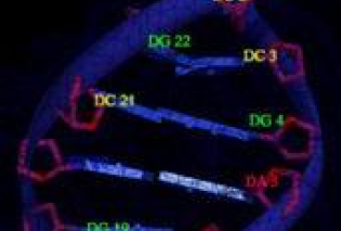 (A) Molecular docking of the Ni(II) complex with the major groove side of DNA by UCSF chimera, (B) two-dimensional interactions generated by LIGPLOT+.