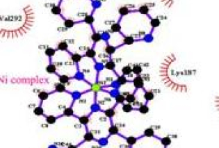 (A)(A)tThe Ni(II) complex docked in the binding pocket of BSA using MVD. The complex depicted in a stick model, and the BSA represented in a wireframe model, (B) two-dimensional interactions generated by LIGPLOT+.