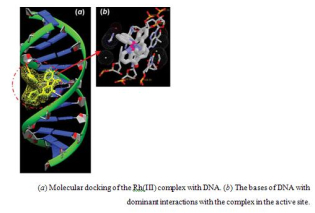 (a) Molecular docking of the Rh(III) complex with DNA. (b) The bases of DNA with dominant interactions with the complex in the active site