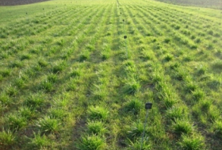 Field