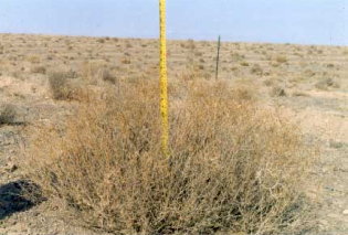 Rangeland Management