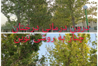 درون درمانی درختان چنار