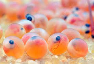 Salmonid farming and production of all female eggs