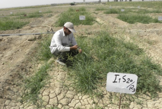 تجربيات