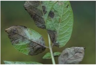 General Laboratory of  Plant Pathology 
