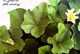 Cucurbitaceae (physiology, breeding and culture of cucurbitaceae)