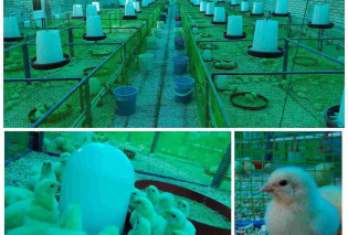 Broiler Research House
